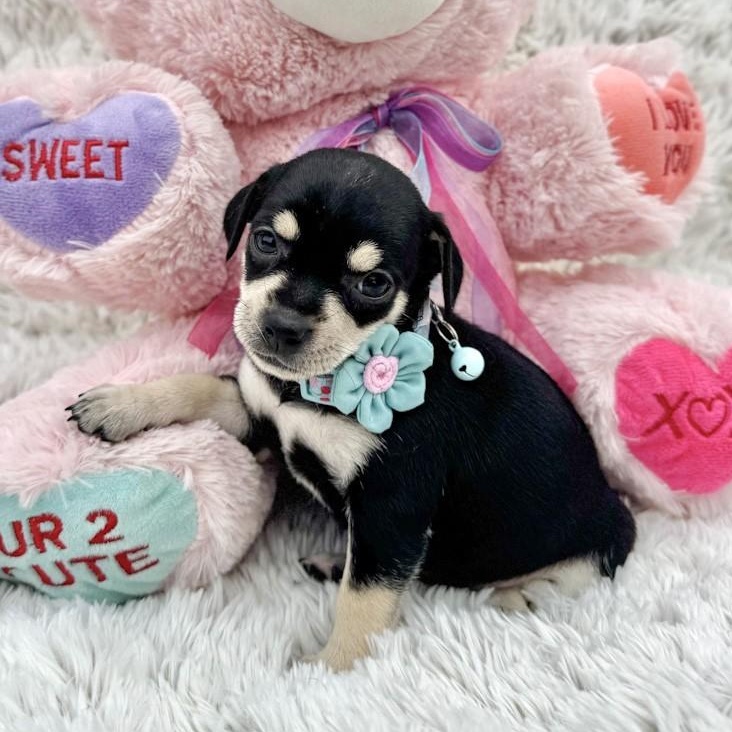 Winter, ADOPTABLE, Puppy Female Chihuahua.