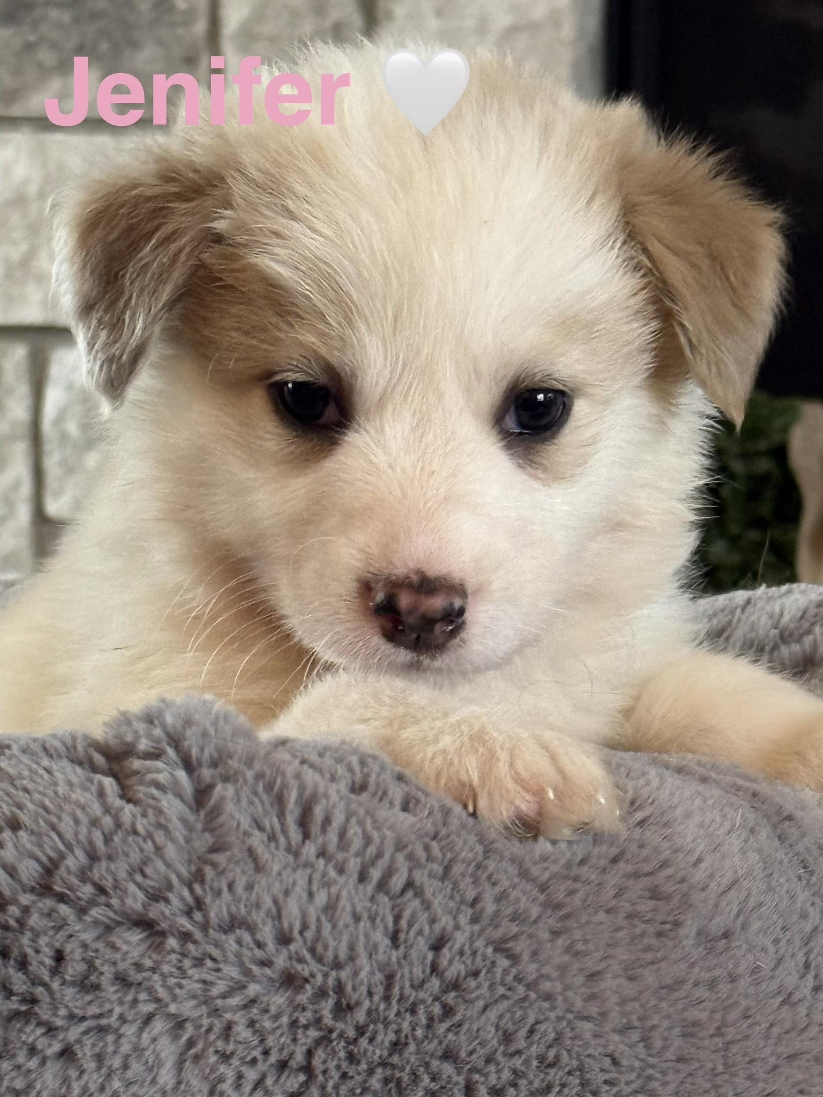 Enlarge Jenifer, a ADOPTABLE mixed breed in Columbia, MD image 3/5