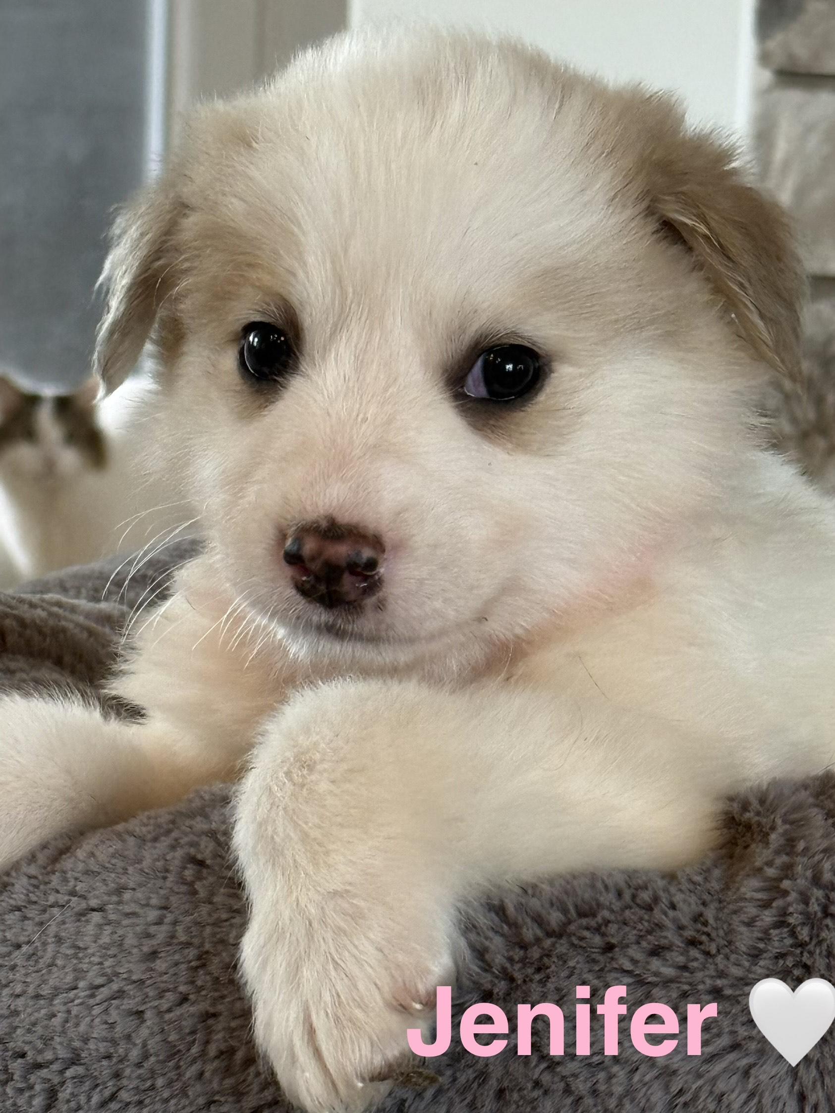 Enlarge Jenifer, a ADOPTABLE mixed breed in Columbia, MD image 1/5