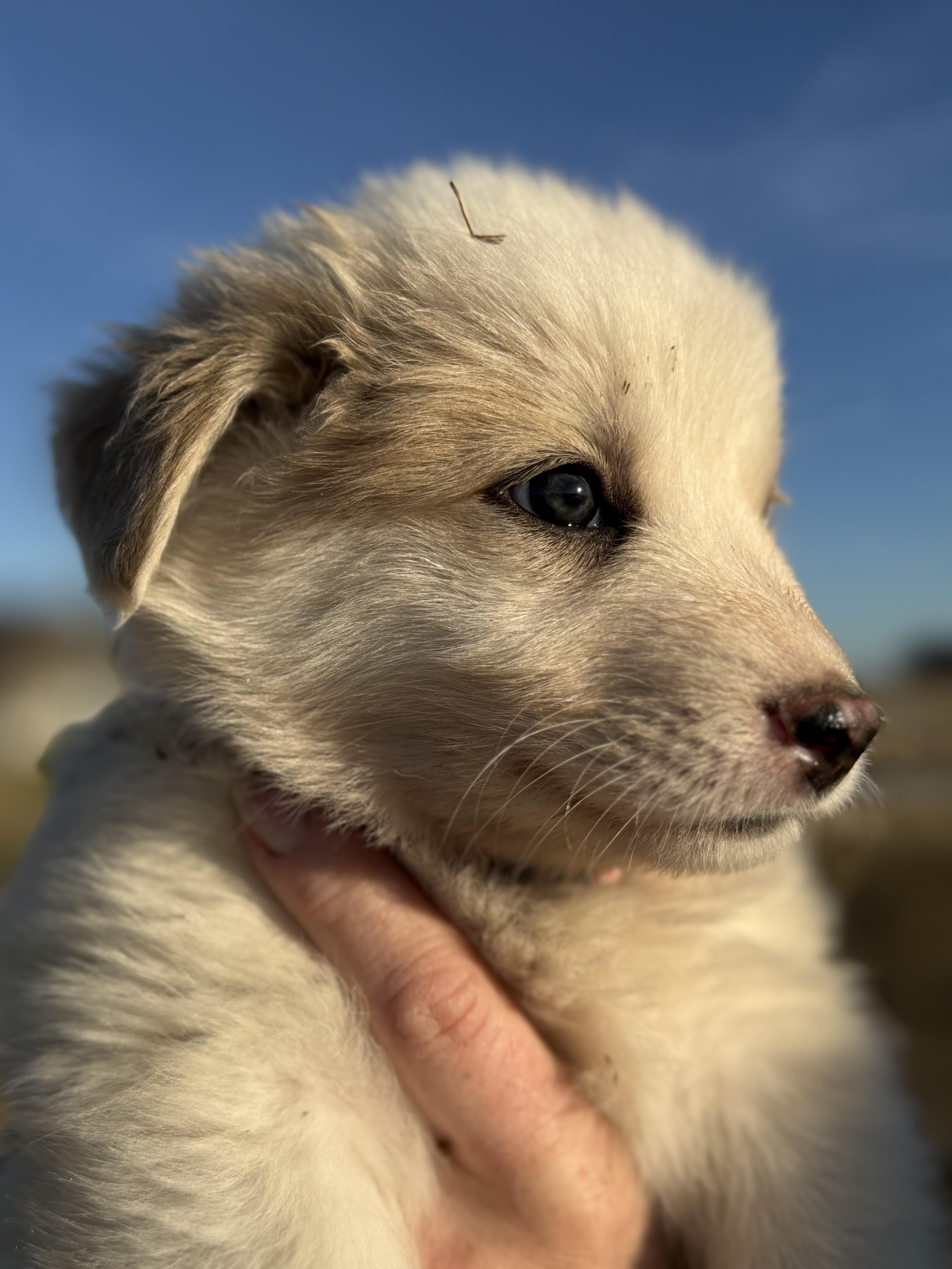 Enlarge Jenifer, a ADOPTABLE mixed breed in Columbia, MD image 4/5