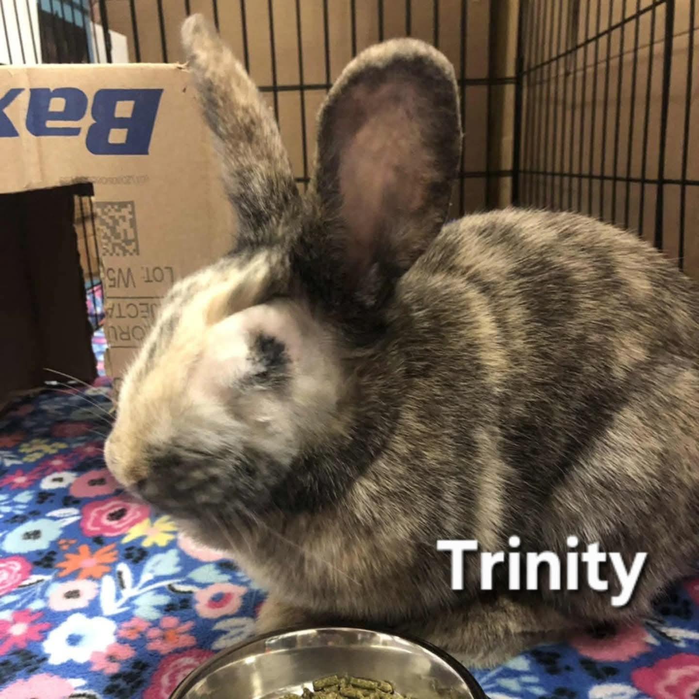 Trinity, Adoptable, Adult Female Harlequin.