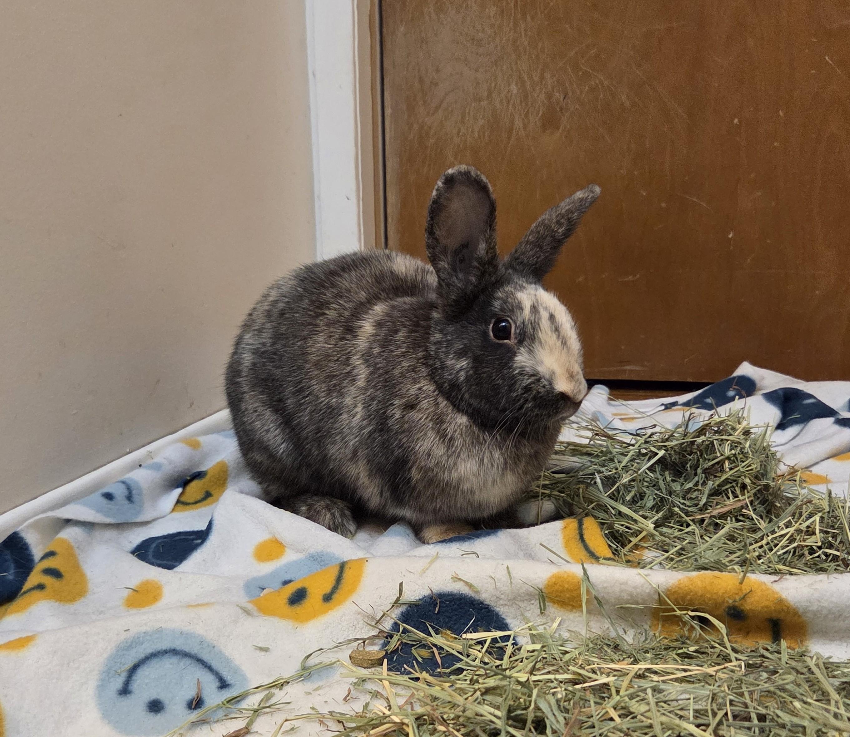 Trinity, Adoptable, Adult Female Harlequin.