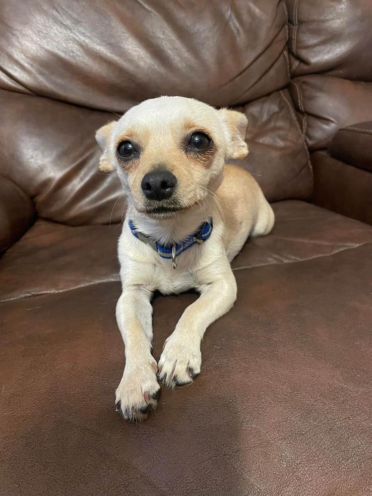 Enlarge Danni, a Adoptable mixed breed in Parker, CO image 2/6