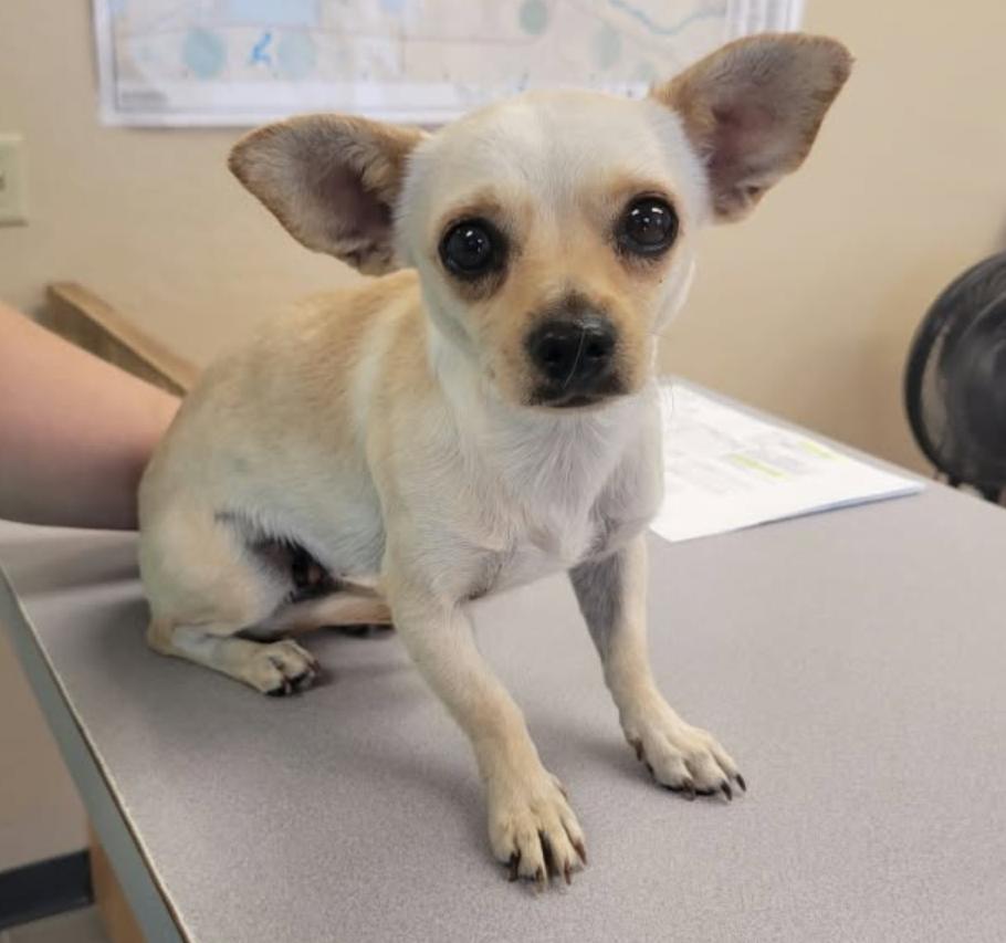 Enlarge Danni, a Adoptable mixed breed in Parker, CO image 4/6