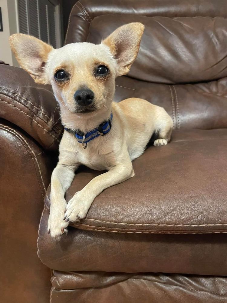 Enlarge Danni, a Adoptable mixed breed in Parker, CO image 5/6