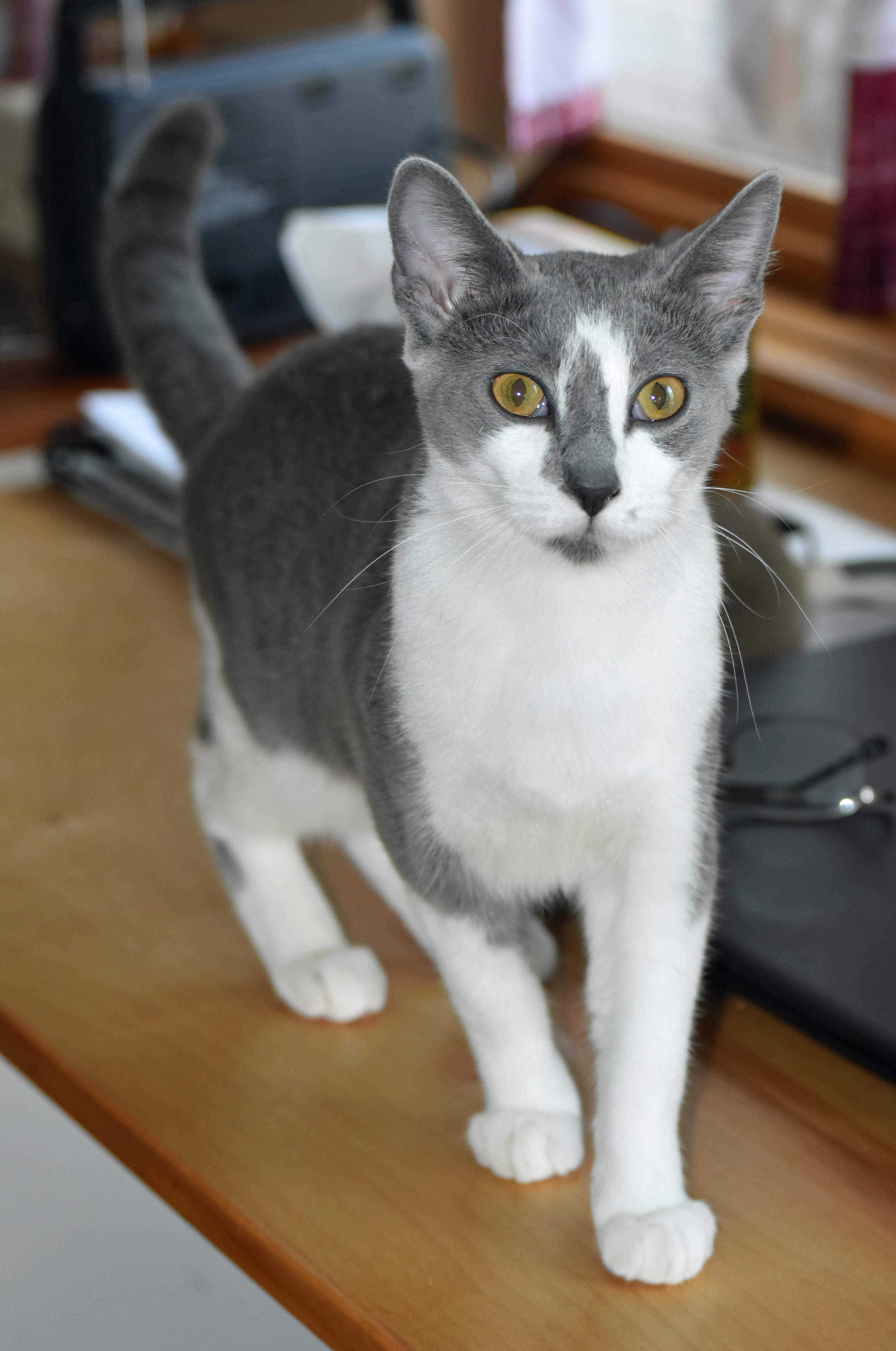 Jelly Bean photo 1
