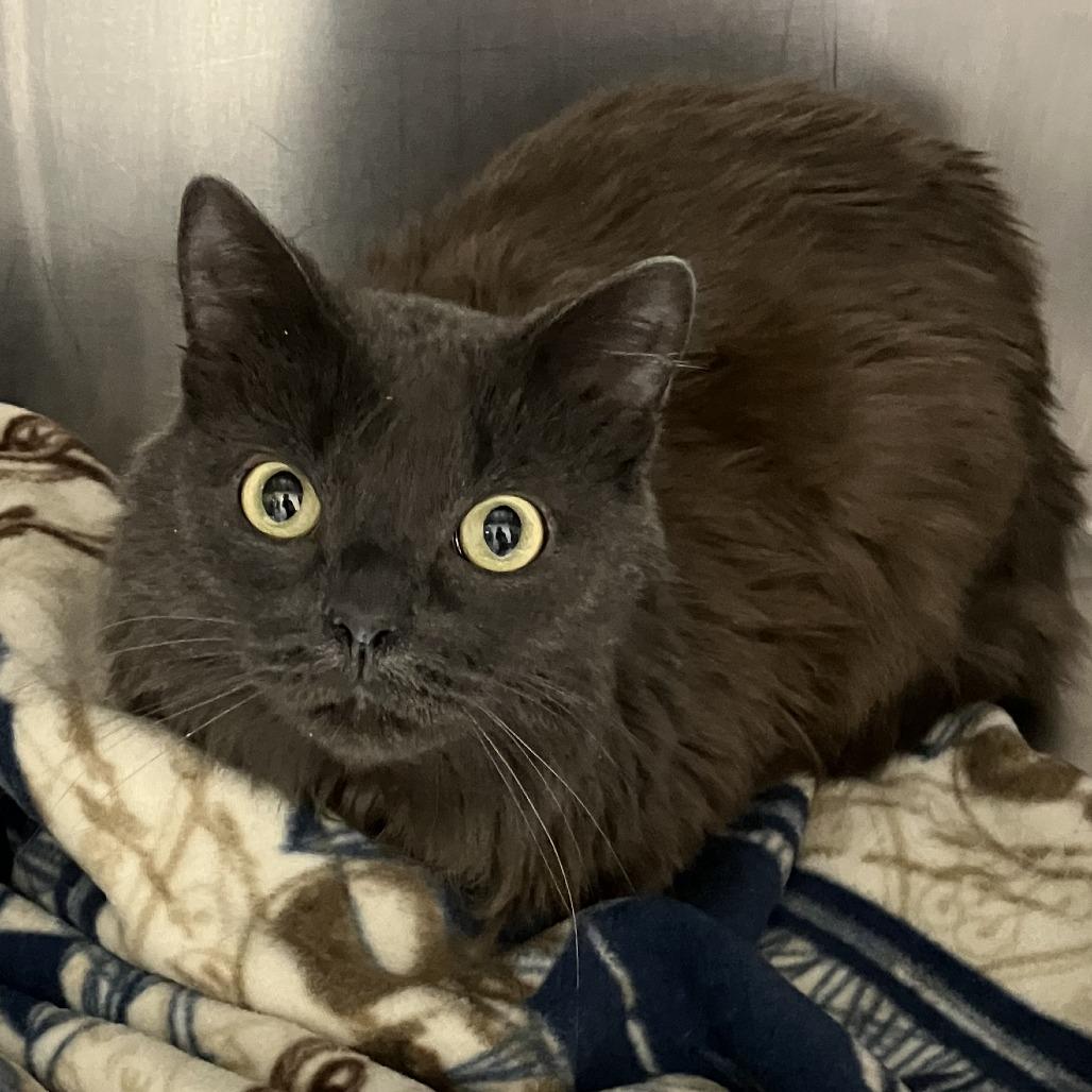 Enlarge Nikolai, a Adoptable Domestic Long Hair in Grand Rapids, MI image 1/1