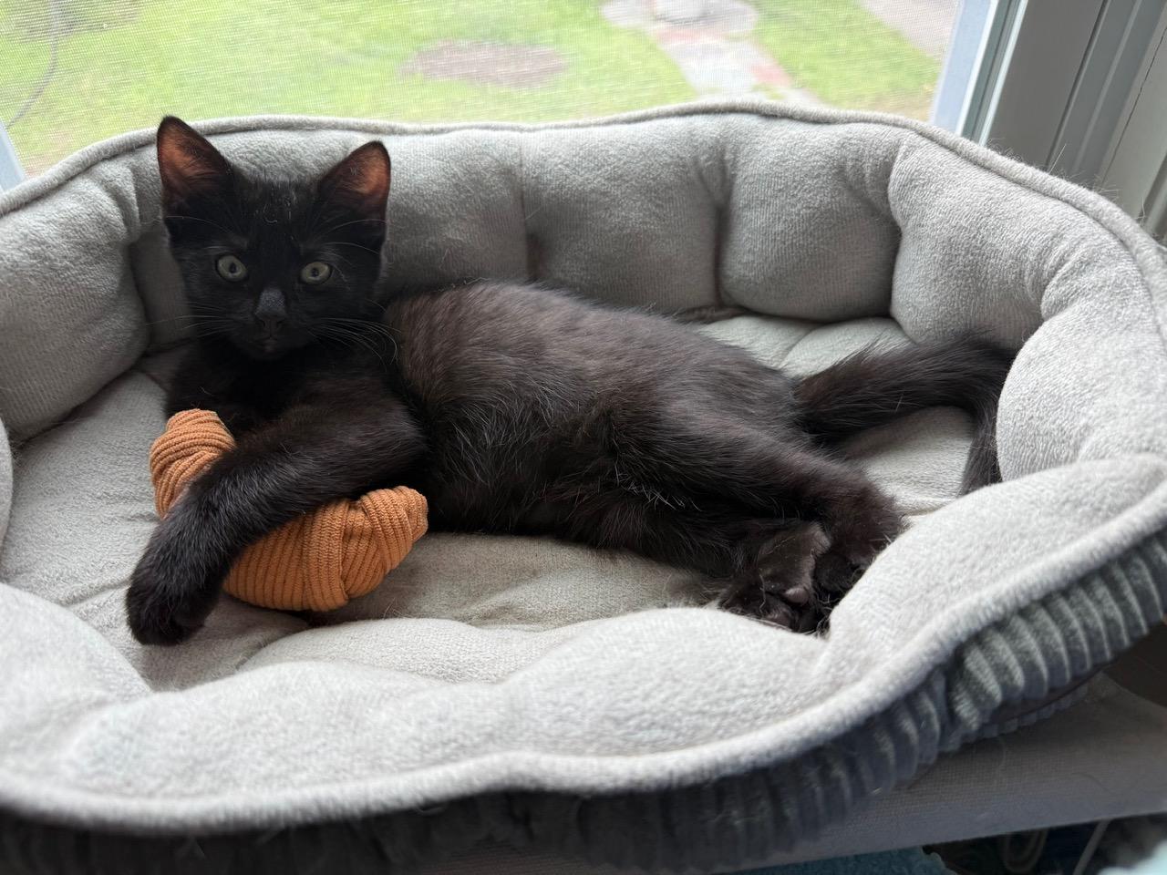 Verso, ADOPTABLE, Kitten Male Domestic Short Hair.