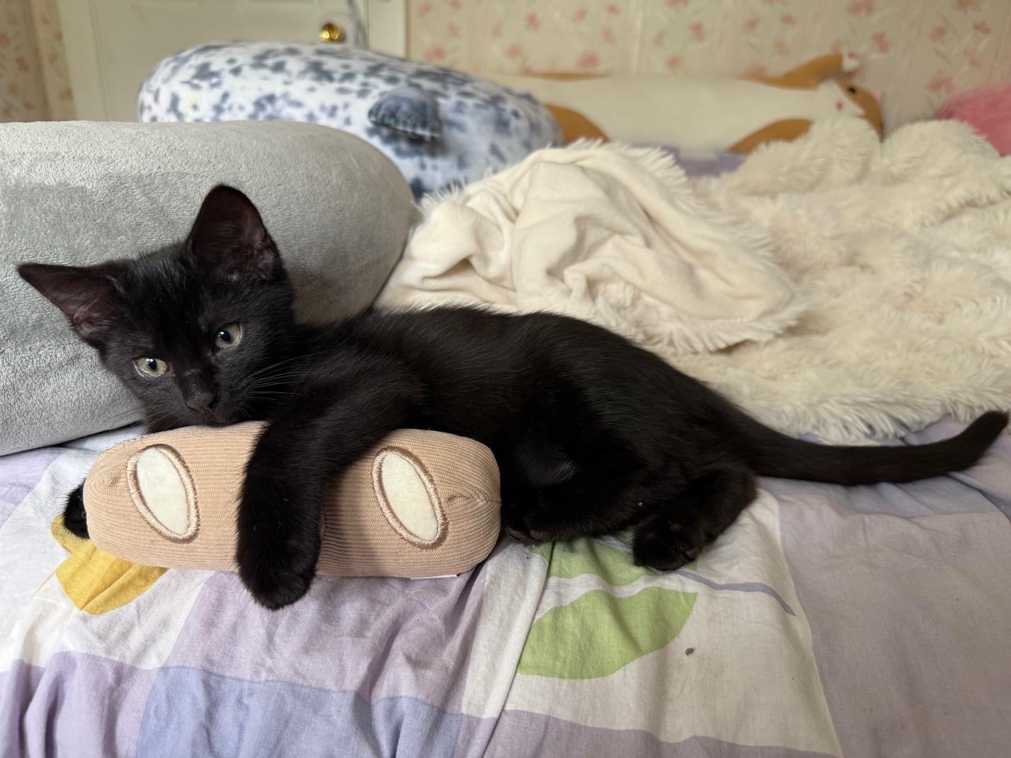 Enlarge Verso, a ADOPTABLE Domestic Short Hair in Melrose, MA image 2/6