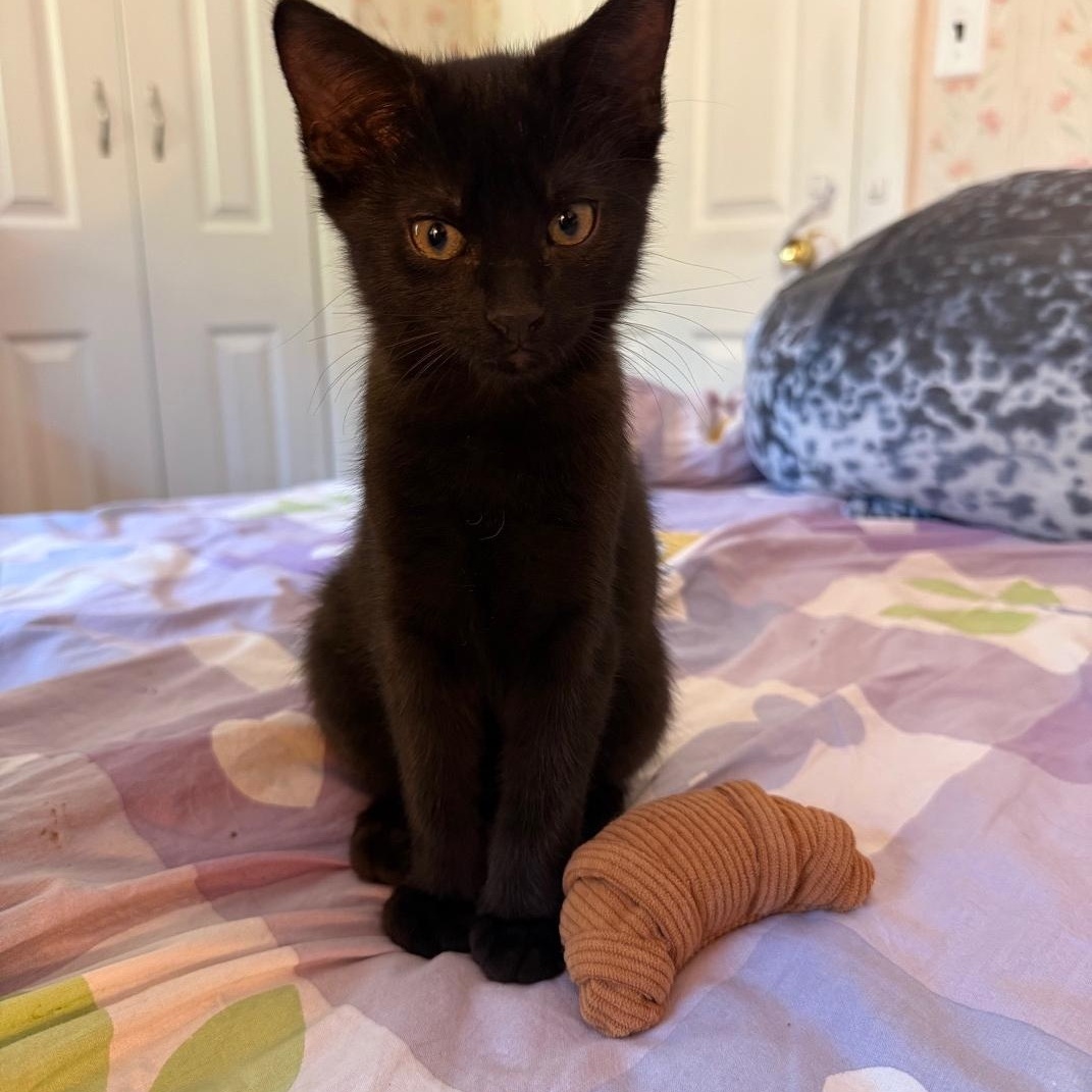 Enlarge Verso, a ADOPTABLE Domestic Short Hair in Melrose, MA image 5/6