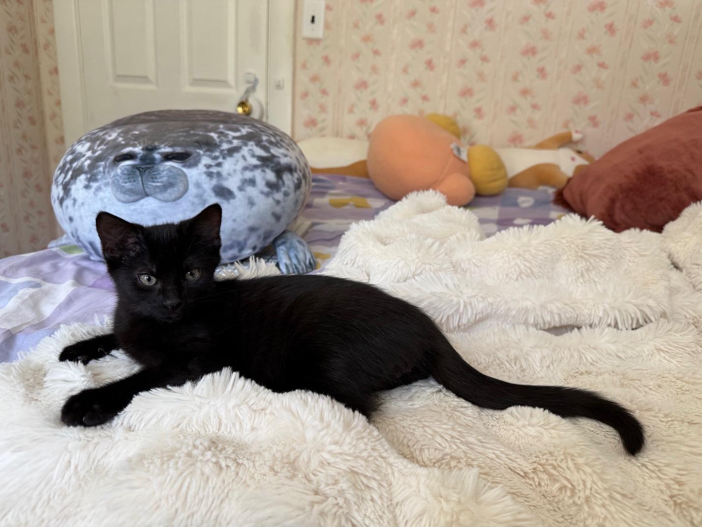 Enlarge Verso, a ADOPTABLE Domestic Short Hair in Melrose, MA image 3/6