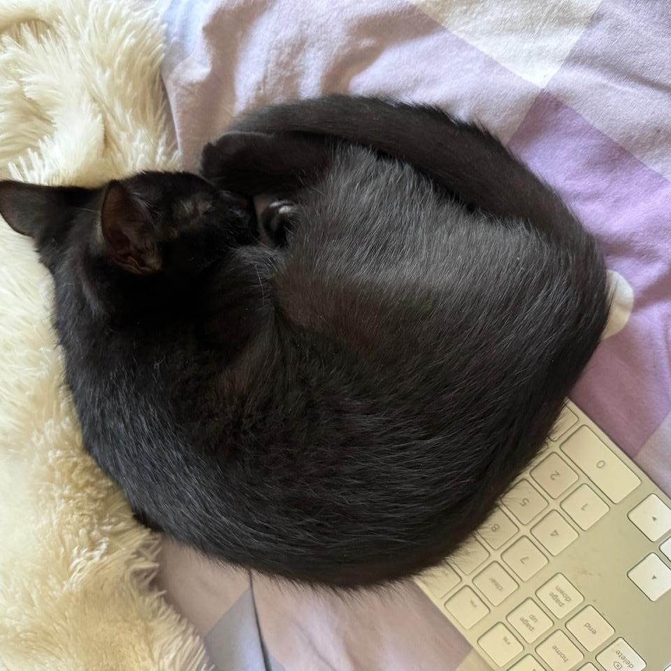 Enlarge Verso, a ADOPTABLE Domestic Short Hair in Melrose, MA image 4/6