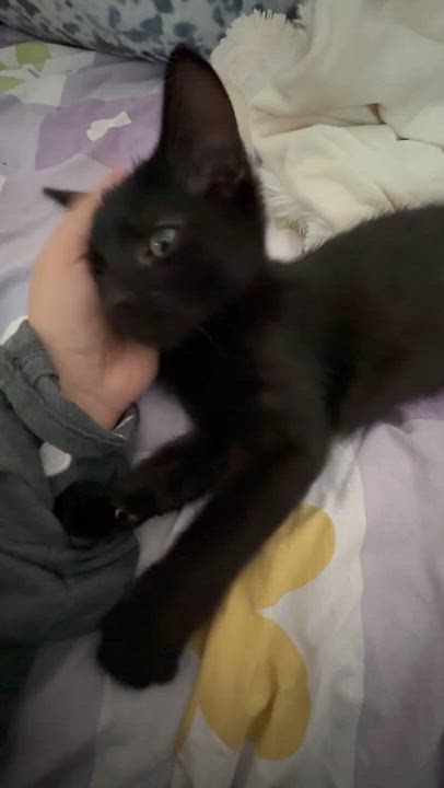 Enlarge Verso, a ADOPTABLE Domestic Short Hair in Melrose, MA video 6/6
