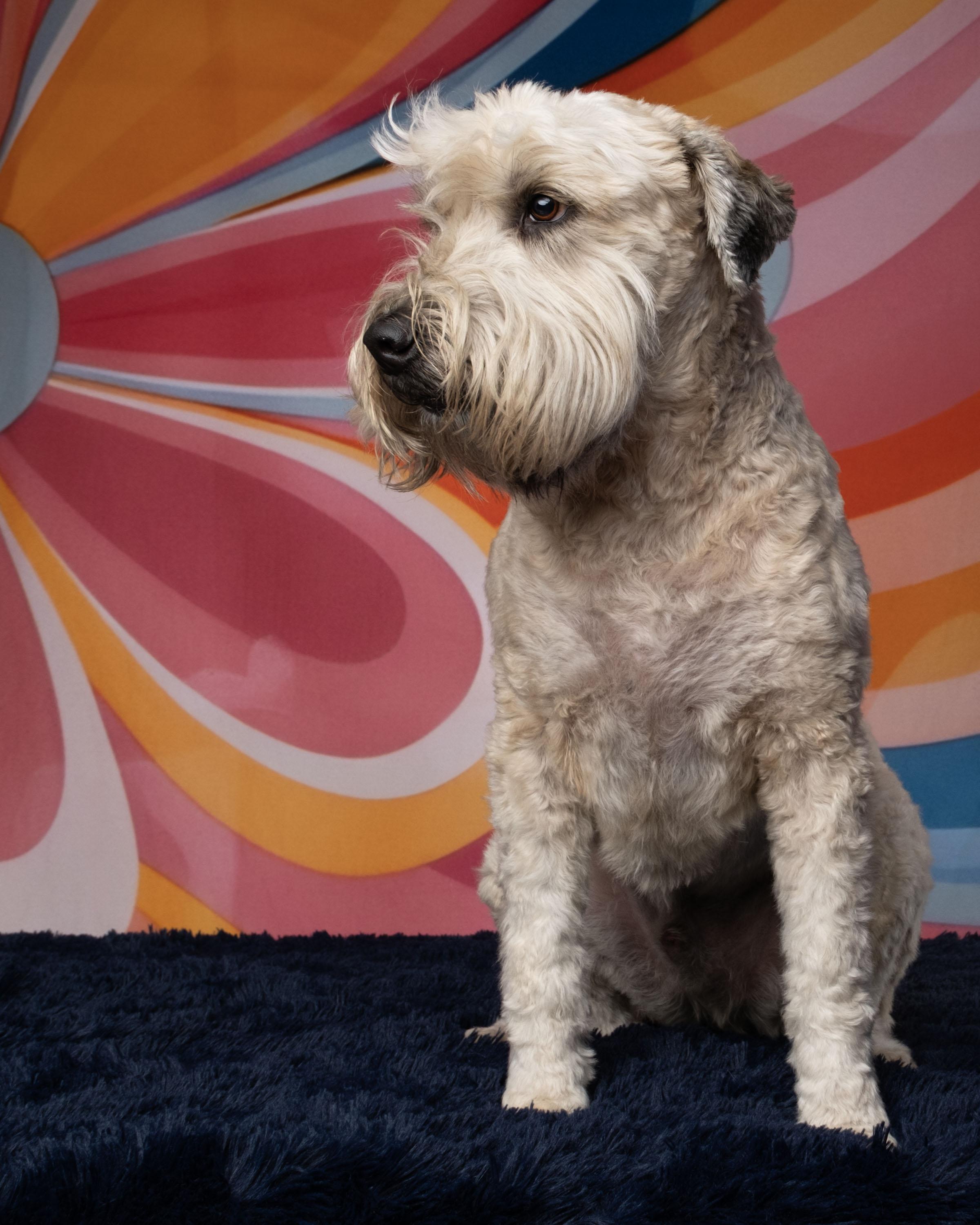 Mac Wheaten Terrier Dog
