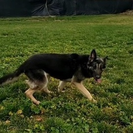 ABBIE, a Adoptable mixed breed in Murrieta, CA image 2/5