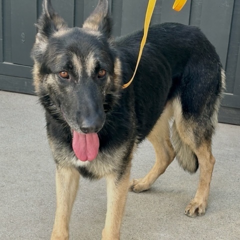 ABBIE, a Adoptable mixed breed in Murrieta, CA image 1/5