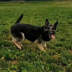 ABBIE, a Adoptable mixed breed in Murrieta, CA image 3/5