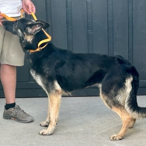 ABBIE, a Adoptable mixed breed in Murrieta, CA image 4/5