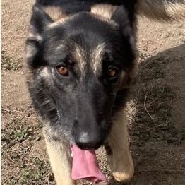 ABBIE, a Adoptable mixed breed in Murrieta, CA image 5/5