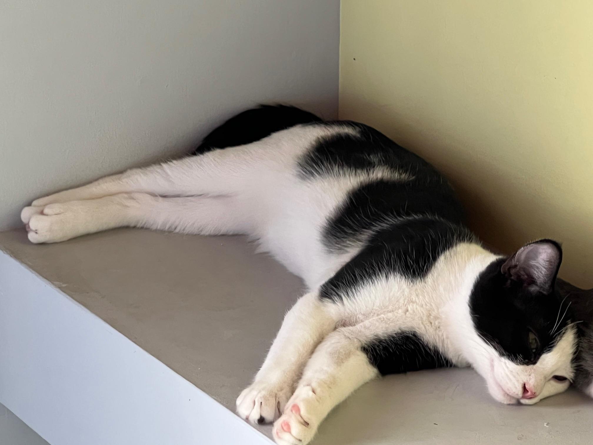 Enlarge Halibut, a Adoptable Domestic Short Hair in Los Angeles, CA image 2/3