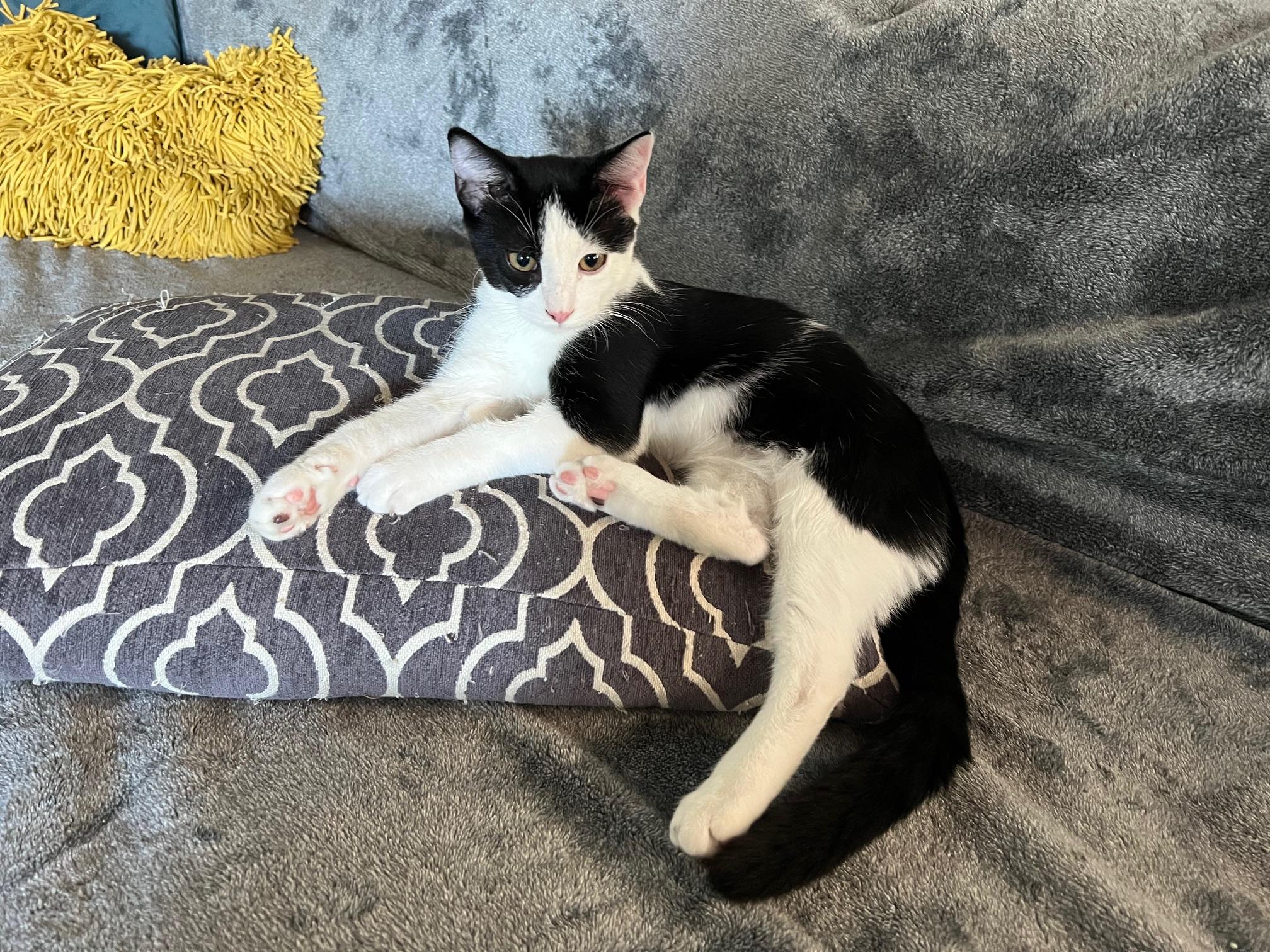 Enlarge Halibut, a Adoptable Domestic Short Hair in Los Angeles, CA image 3/3