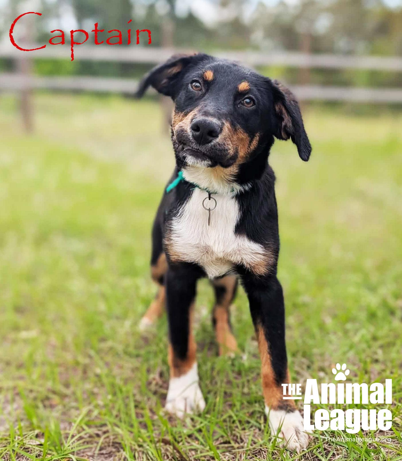 Enlarge Captain, a Adoptable mixed breed in Groveland, FL image 3/5
