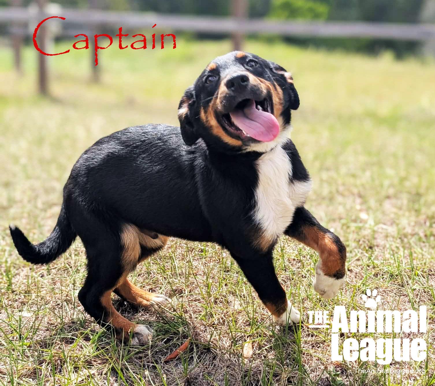 Enlarge Captain, a Adoptable mixed breed in Groveland, FL image 5/5