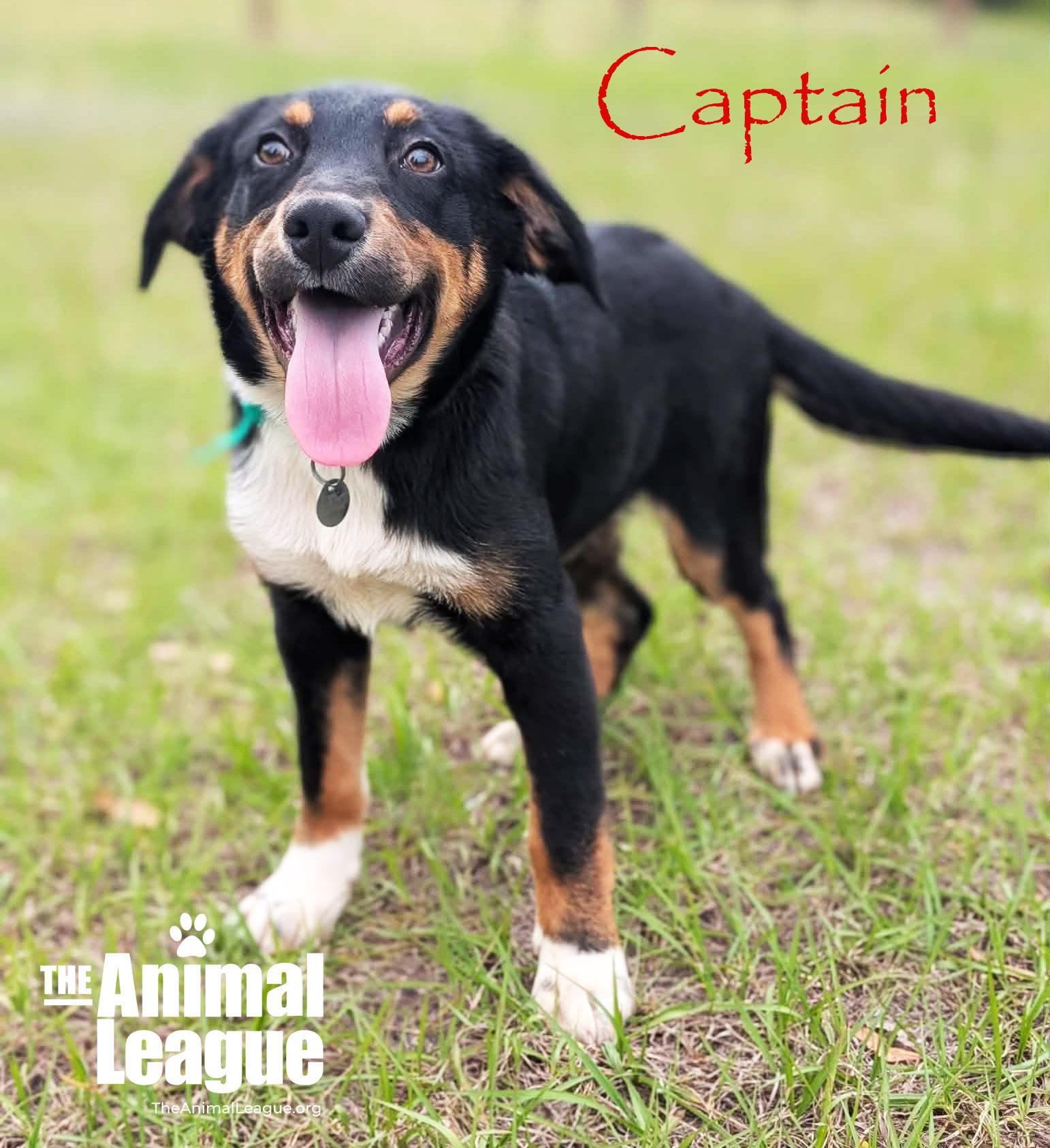 Enlarge Captain, a Adoptable mixed breed in Groveland, FL image 1/5