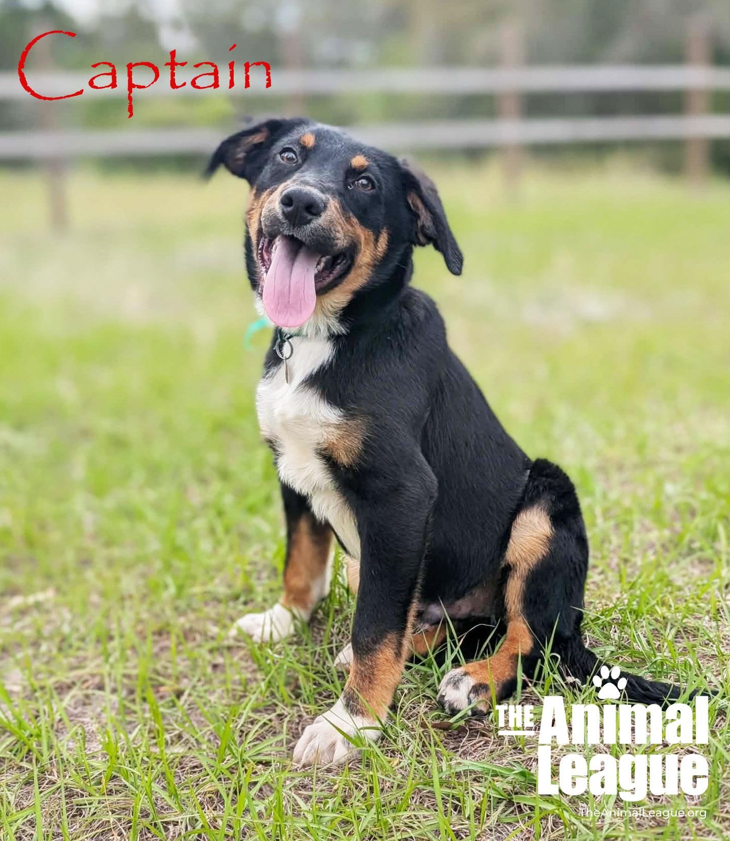 Enlarge Captain, a Adoptable mixed breed in Groveland, FL image 4/5