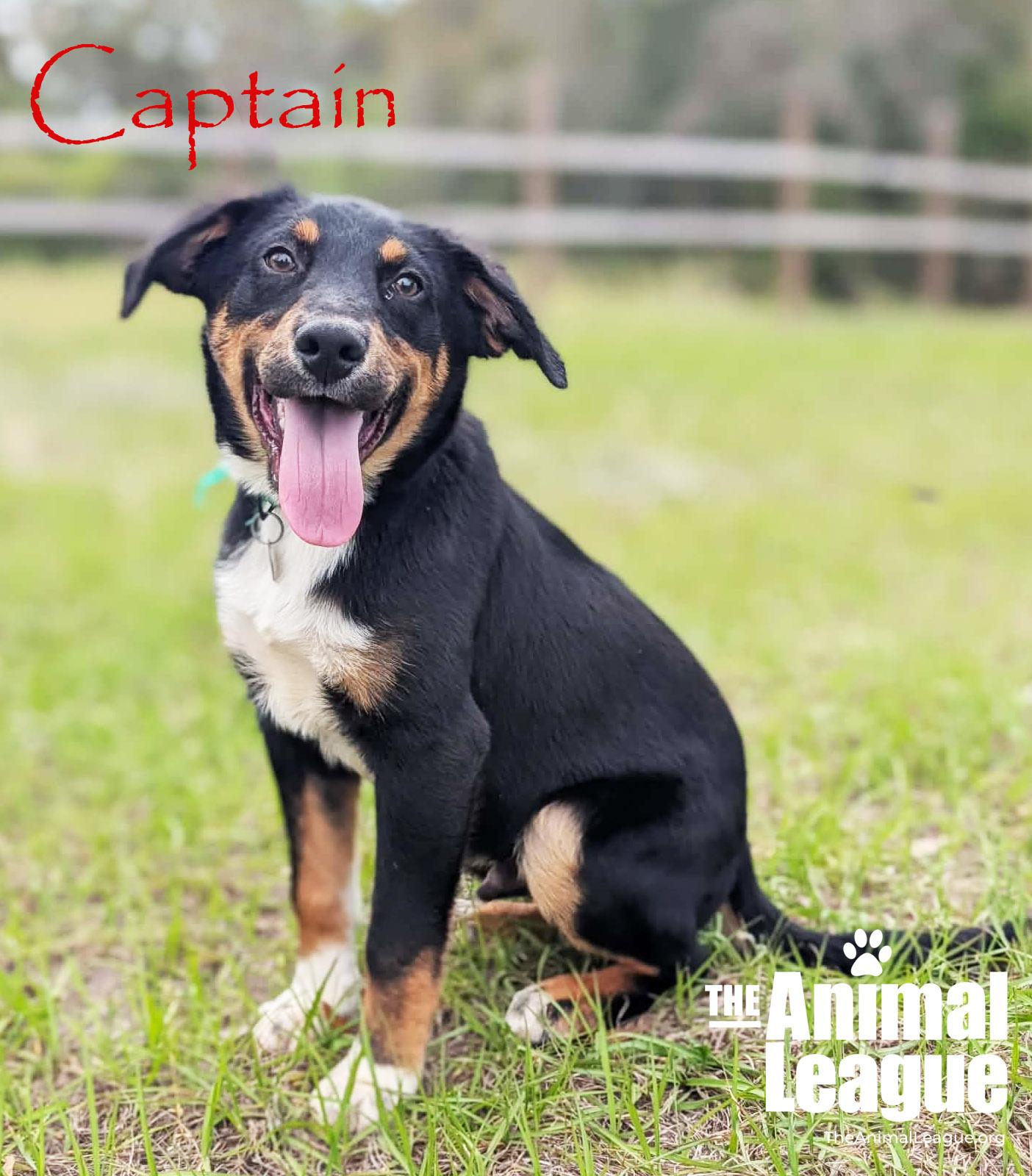 Enlarge Captain, a Adoptable mixed breed in Groveland, FL image 2/5