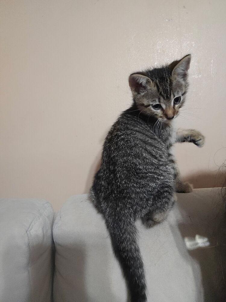 Galaxy, Adoptable, Kitten Male Domestic Short Hair.