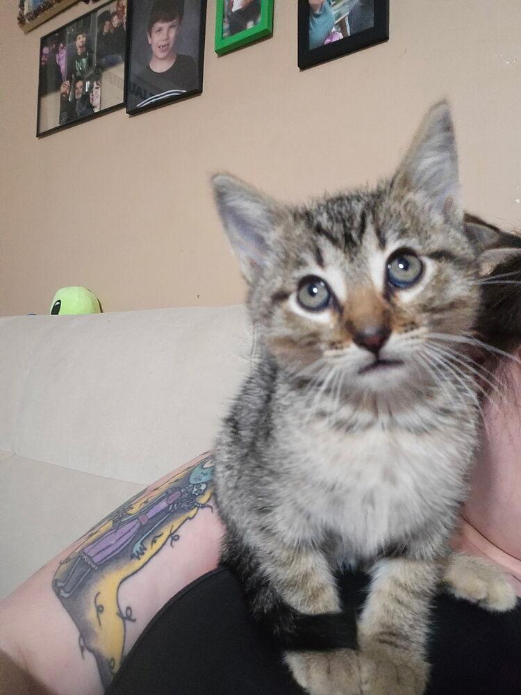 Galaxy, a Adoptable Domestic Short Hair in Emporia, KS image 2/3