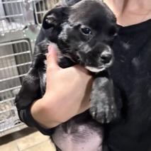 Enlarge Daisy aka Teeny, a Adoptable mixed breed in Newport, NC image 1/6