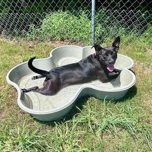 Enlarge Daisy aka Teeny, a Adoptable mixed breed in Newport, NC image 2/6