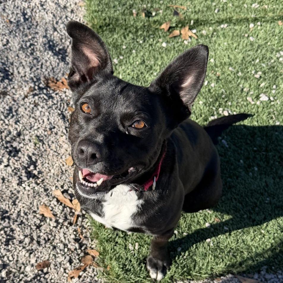 Enlarge Daisy aka Teeny, a Adoptable mixed breed in Newport, NC image 5/6