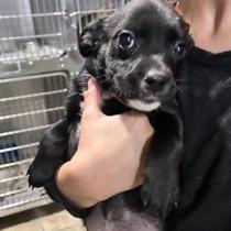 Enlarge Daisy aka Teeny, a Adoptable mixed breed in Newport, NC image 6/6