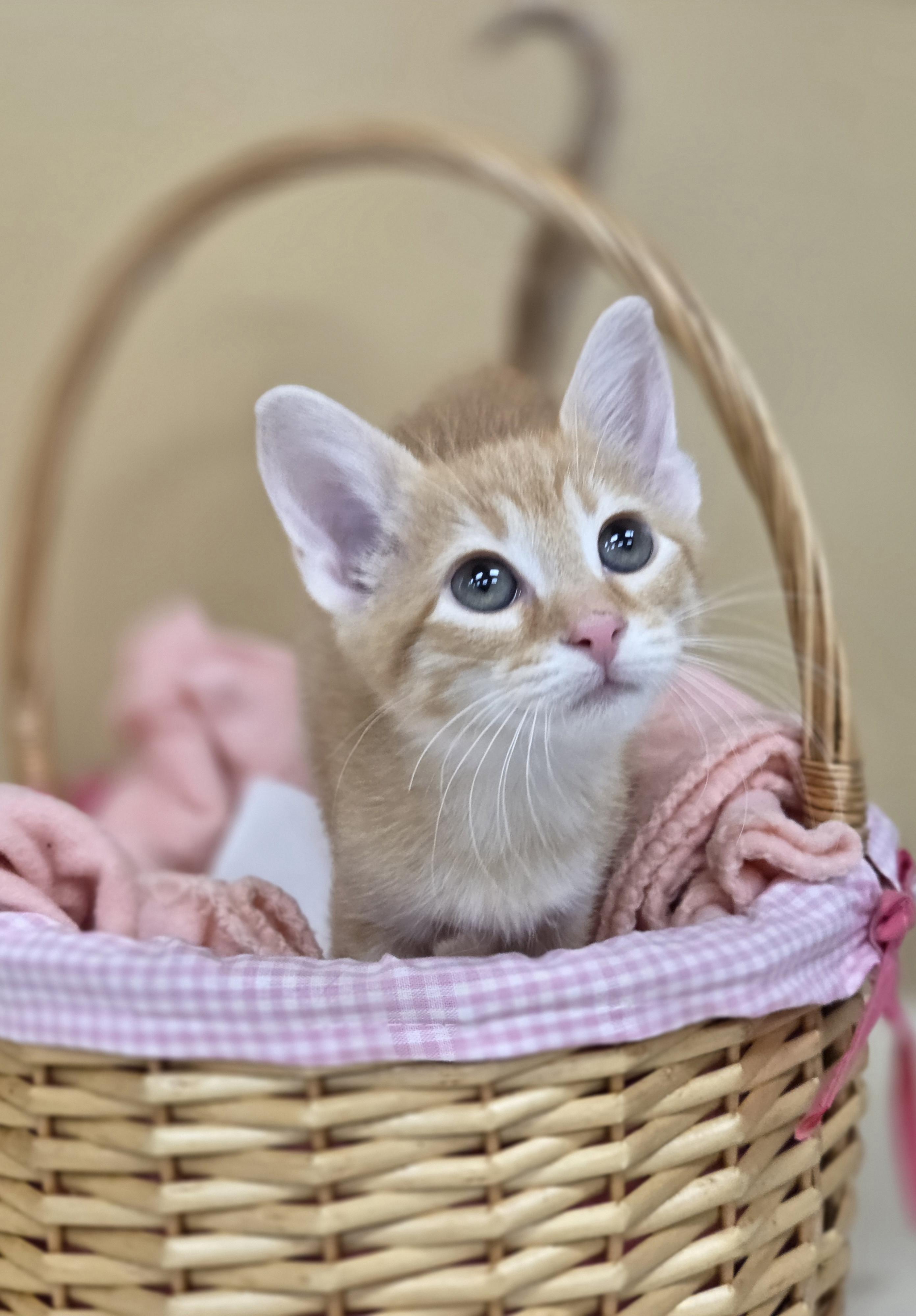 Enlarge Miller, a Adoptable mixed breed in Park Rapids, MN image 1/1