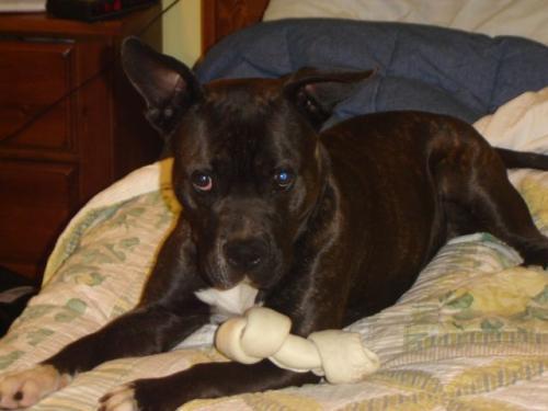 Enlarge Rocky, an adoptable Pit Bull Terrier in Prague, OK image 1/1
