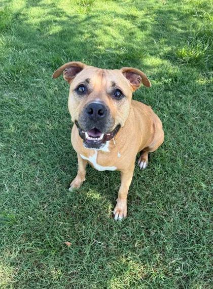 Zuri, a Adoptable Mixed Breed in Memphis, TN image 1/3