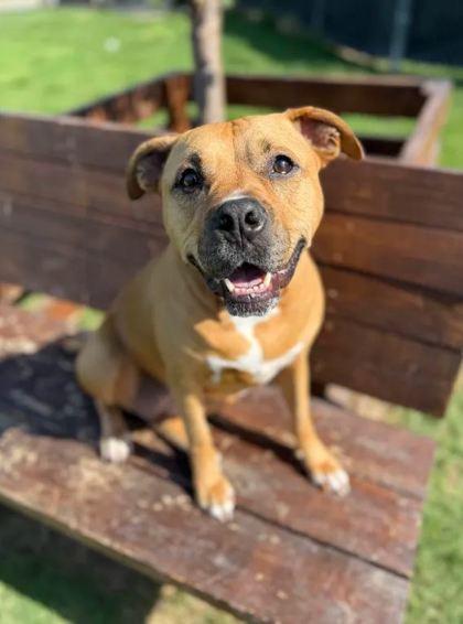 Enlarge Zuri, a Adoptable Mixed Breed in Memphis, TN image 1/3