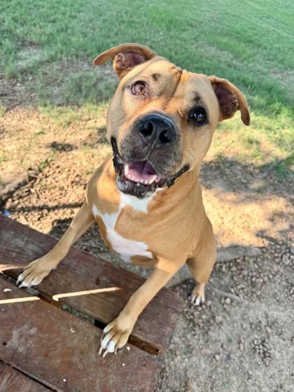 Zuri, a Adoptable Mixed Breed in Memphis, TN image 3/3