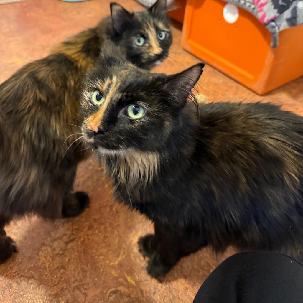 Holly, Adoptable, Adult Female Domestic Long Hair.