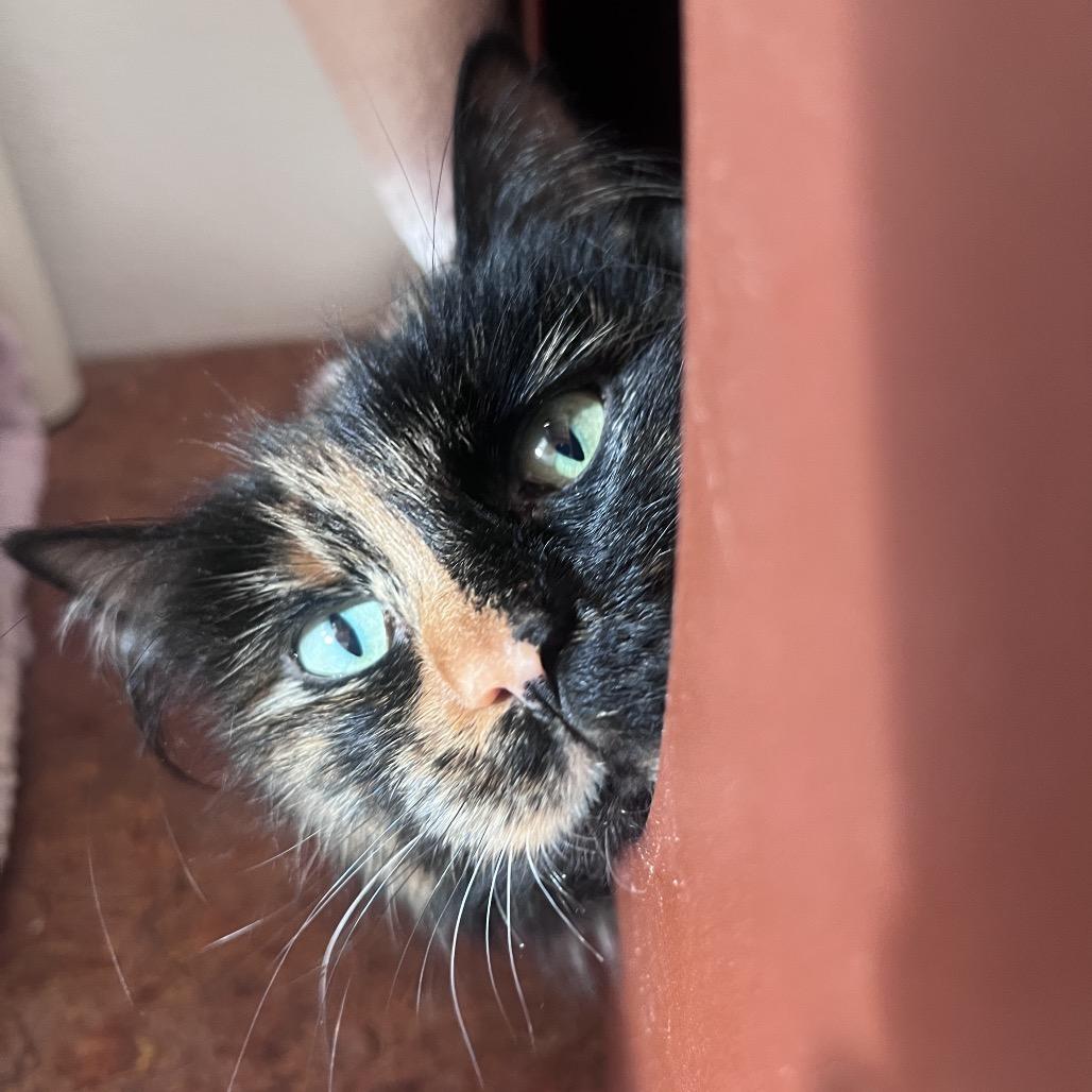 Enlarge Holly, a Adoptable Domestic Long Hair in Glenwood Springs, CO image 2/6