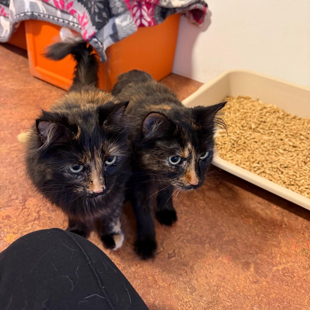 Enlarge Holly, a Adoptable Domestic Long Hair in Glenwood Springs, CO image 3/6