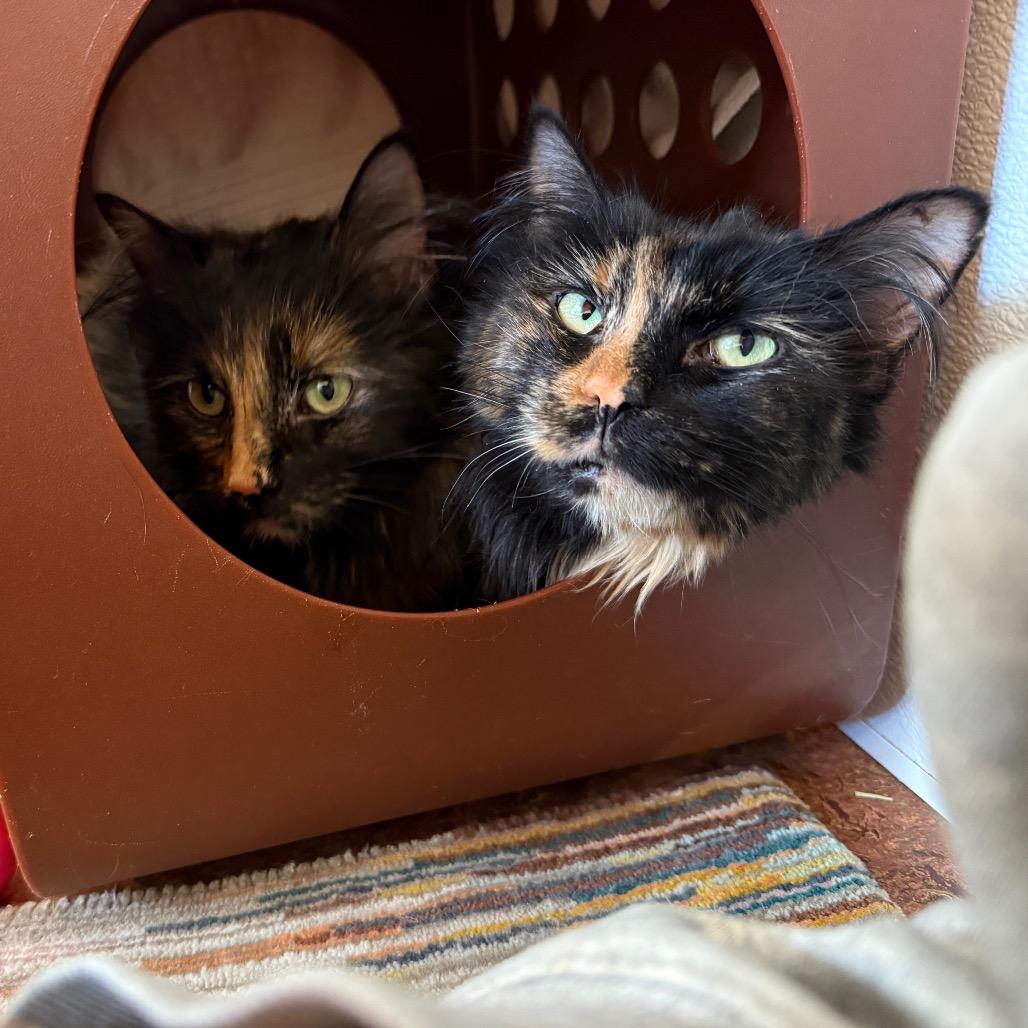 Enlarge Holly, a Adoptable Domestic Long Hair in Glenwood Springs, CO image 4/6