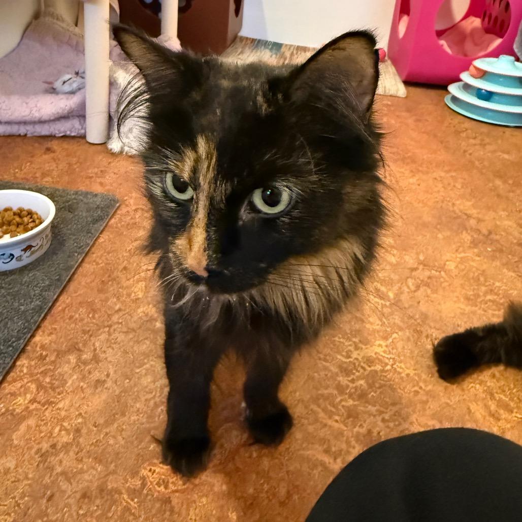 Enlarge Holly, a Adoptable Domestic Long Hair in Glenwood Springs, CO image 5/6