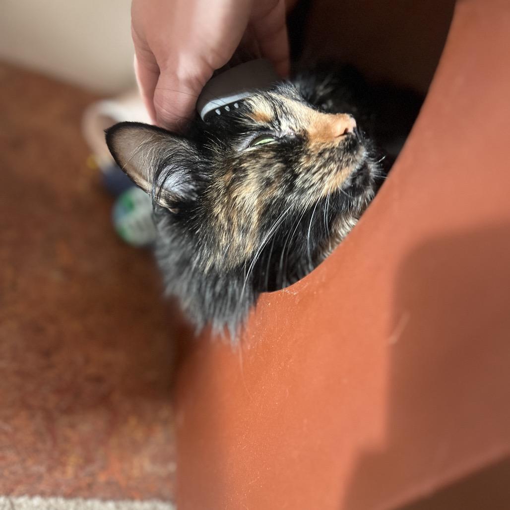 Enlarge Holly, a Adoptable Domestic Long Hair in Glenwood Springs, CO image 6/6