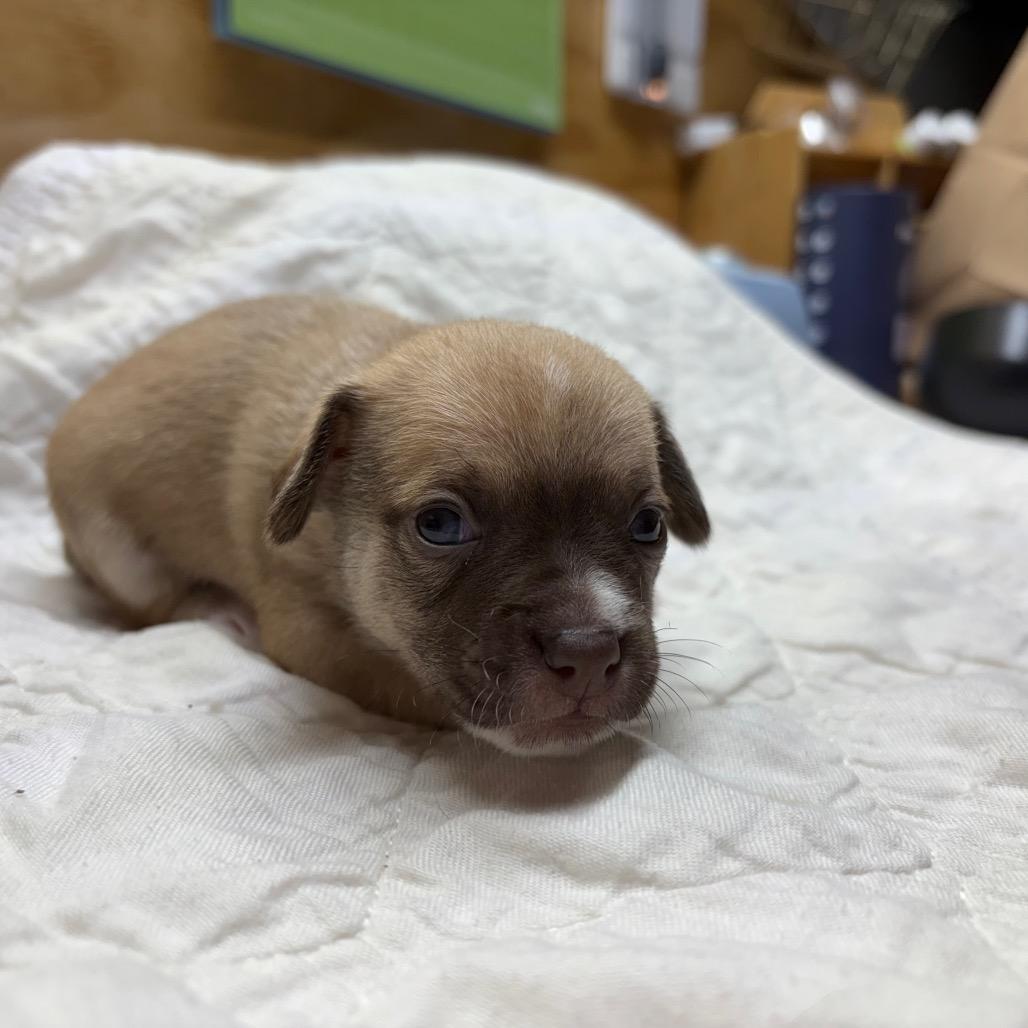 Bodhi, a Adoptable mixed breed in Pawling, NY image 1/6