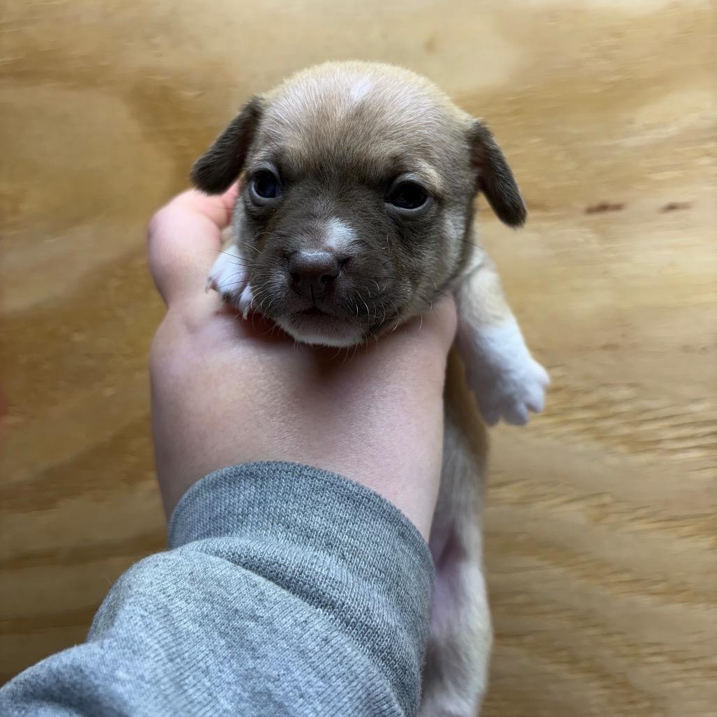 Bodhi, a Adoptable mixed breed in Pawling, NY image 2/6