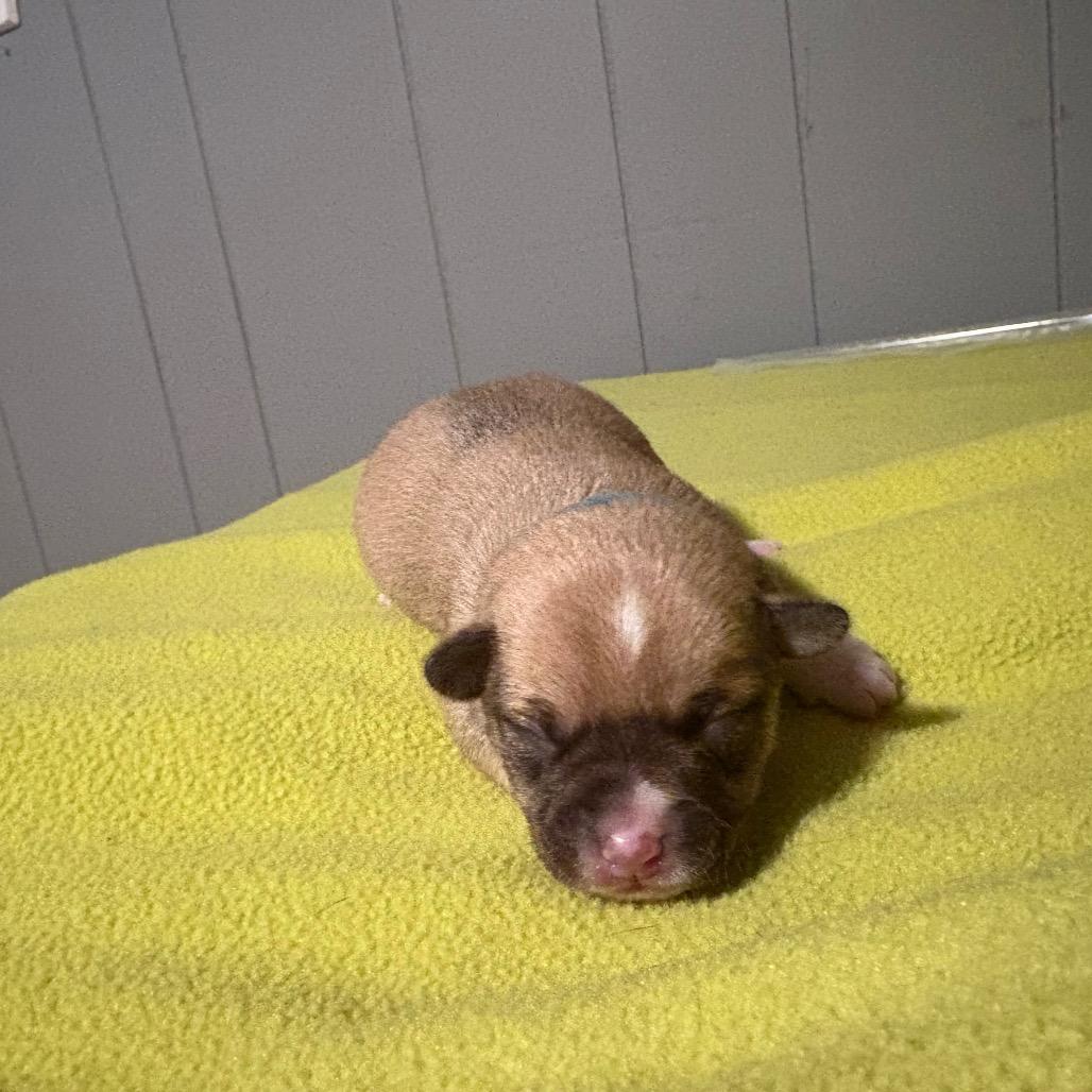 Bodhi, a Adoptable mixed breed in Pawling, NY image 3/6